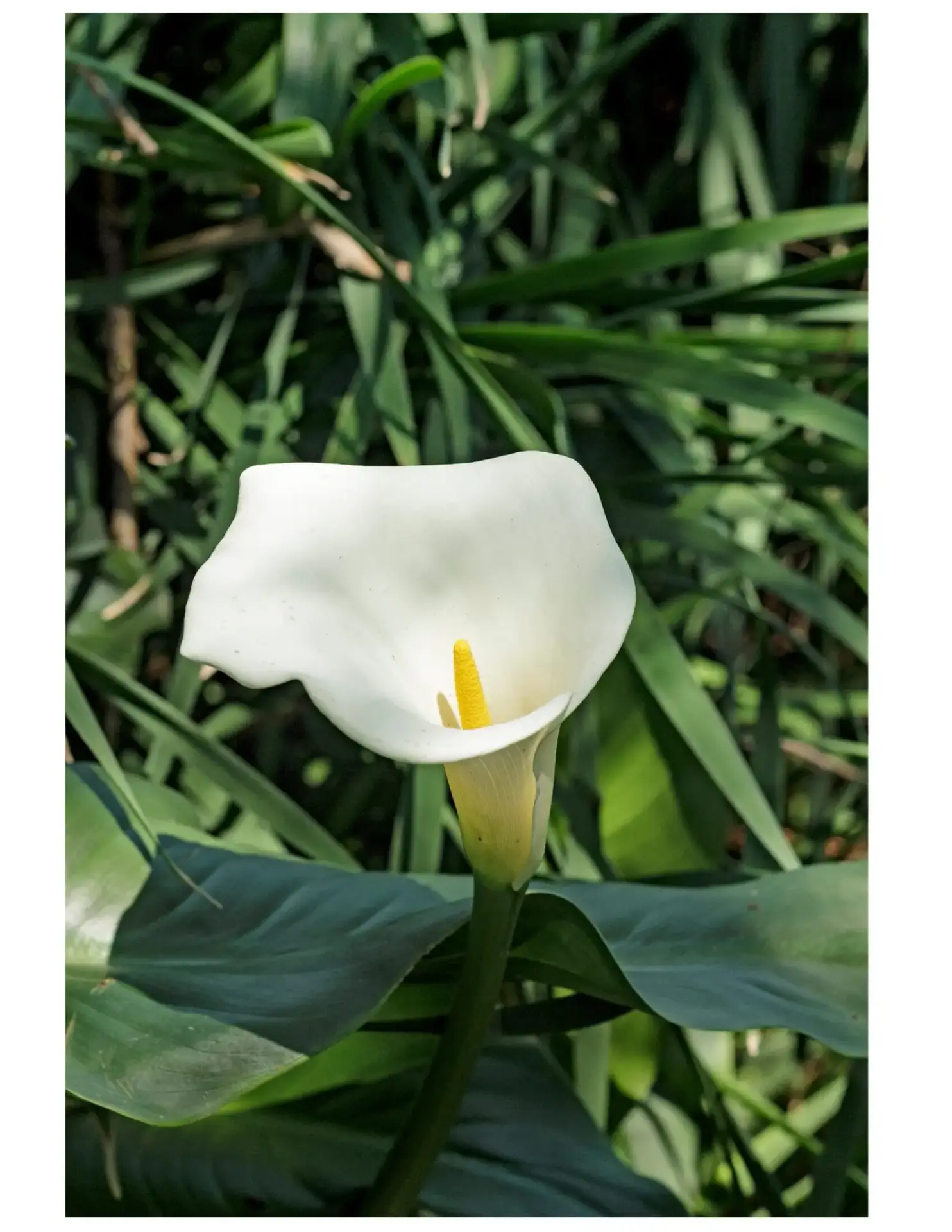 UNCAP Group x House & Leisure Artwork 5