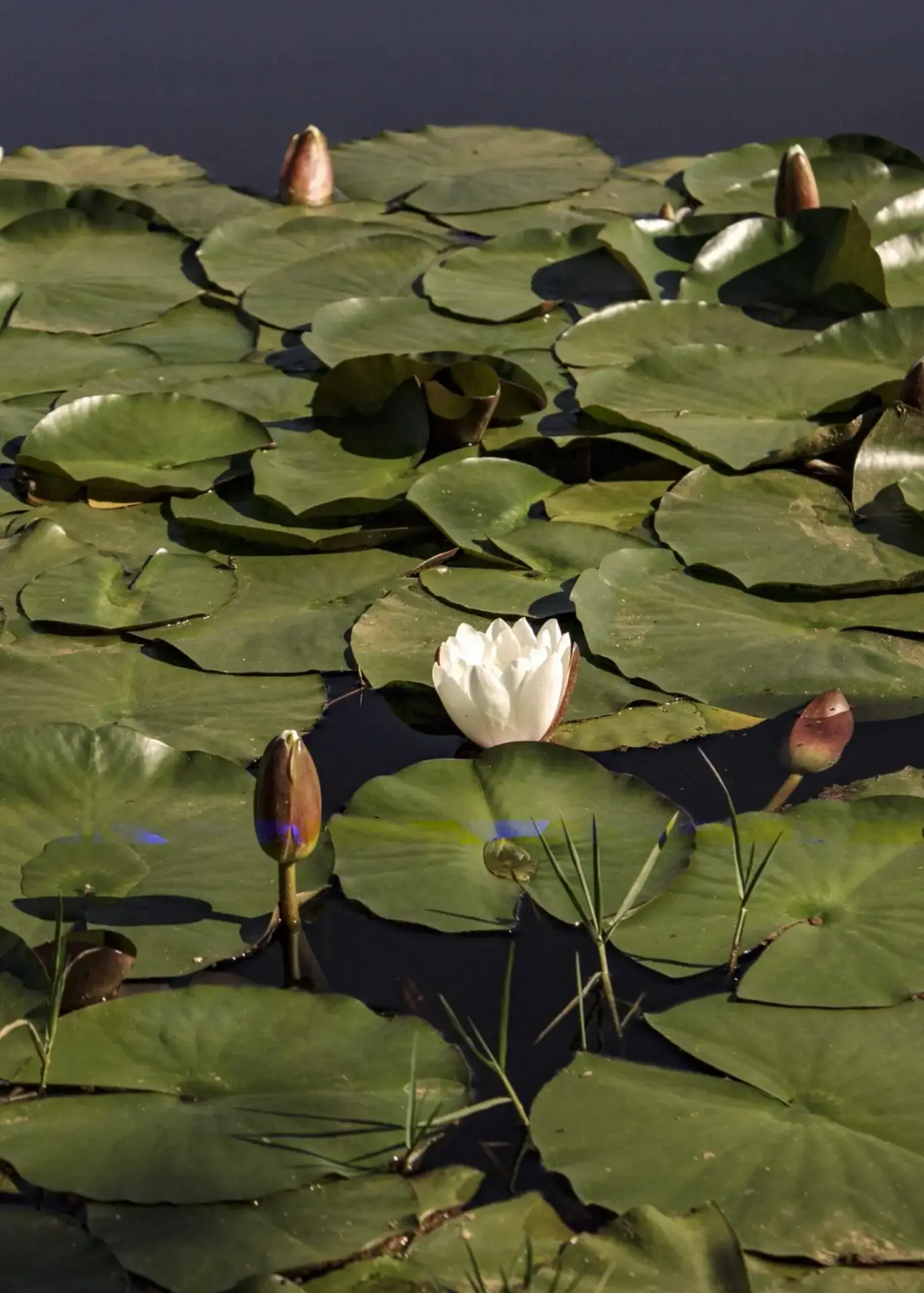 UNCAP Group x House & Leisure Artwork 3